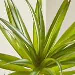 Rama-de-Suculenta--Yucca-Green--Artificial28