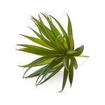 Rama-de-Suculenta--Yucca-Green--Artificial29